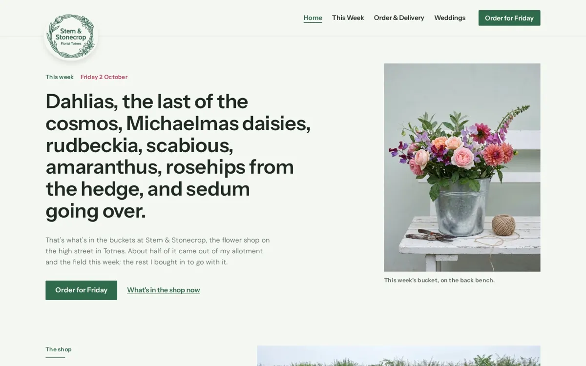 Stem & Stonecrop home page: this week's dahlias and cosmos in a green headline beside a bucket of flowers