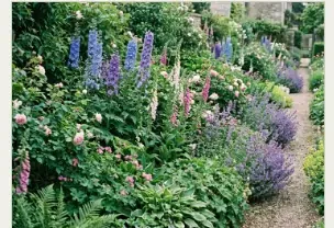June on the same Field Notes border: Salvia Caradonna and Knautia in flower, with the grasses still green.